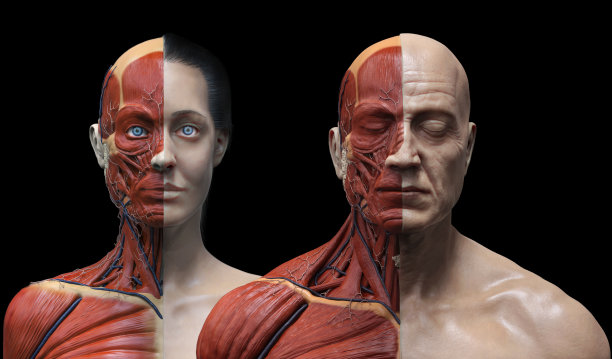 人体解剖学的一个男人和女人-肌肉结构的一个男性和女性，正面视图，侧面视图和透视，3d渲染图片下载