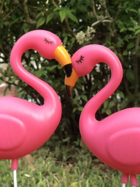 粉红色的塑料火烈鸟在恋爱图片下载
