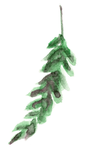 手绘孤立水彩叶花元素图片下载