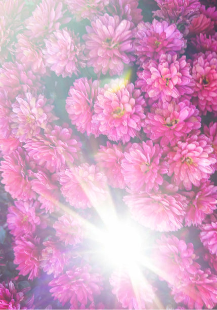 阳光下粉红色的野花图片下载