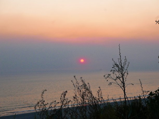 南加州黄昏的棕榈树图片下载