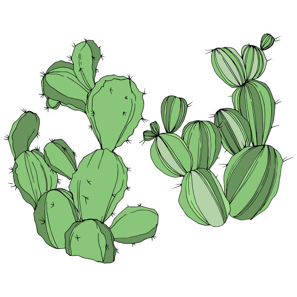 向量绿色的仙人掌。花卉植物的花。绿色刻墨艺术。孤立的仙人掌插图元素。图片下载