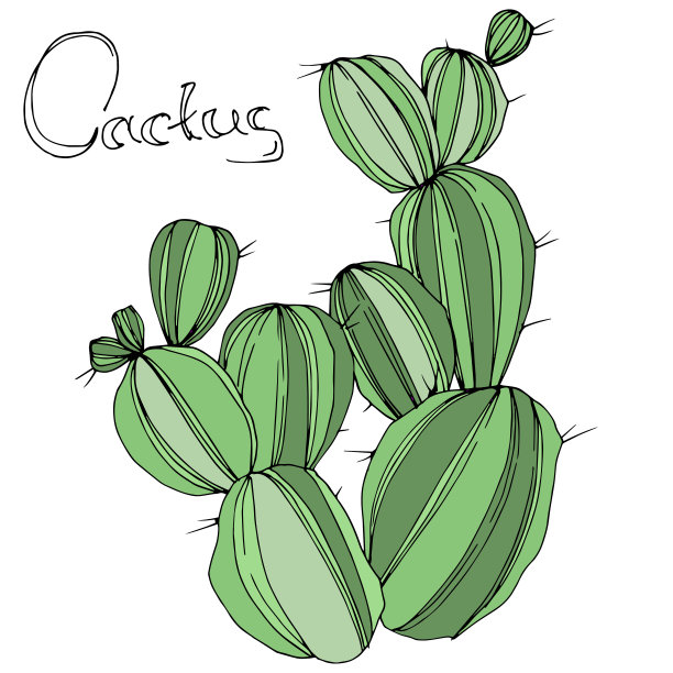 向量绿色的仙人掌。花卉植物的花。绿色刻墨艺术。孤立的仙人掌插图元素。图片下载