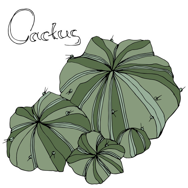 向量绿色的仙人掌。花卉植物的花。绿色刻墨艺术。孤立的仙人掌插图元素。图片下载