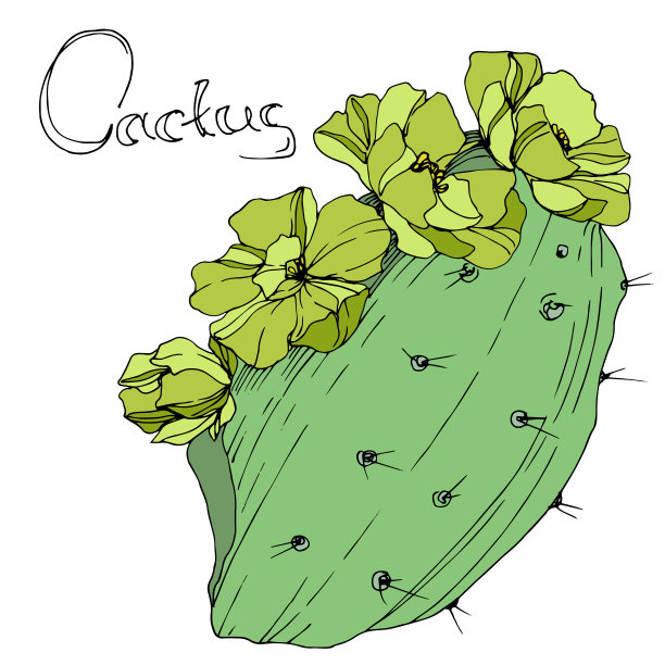 向量绿色的仙人掌。花卉植物的花。绿色刻墨艺术。孤立的仙人掌插图元素。图片下载