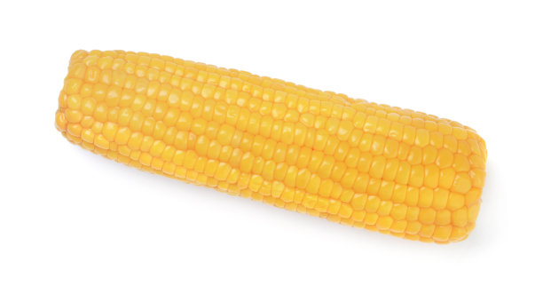在白色背景上孤立的成熟玉米芯图片下载