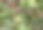抽象三角形马赛克背景:高山植物秋季背景图片下载