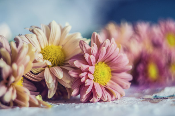 粉红色的杏子菊花在如画的背景上。素材图片