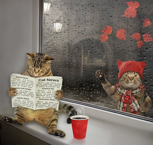 窗台上放着报纸的猫图片下载