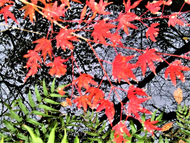 11月。秋天终于来到了东京地区，展现了它所有的辉煌。图片下载