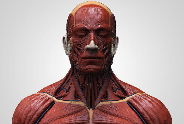 人体解剖学一个男人-肌肉结构一个男人，正面视图侧面视图和透视，3d渲染图片下载