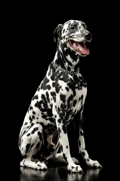 这是一只可爱的达尔马提亚狗心满意足地坐着的照片图片下载