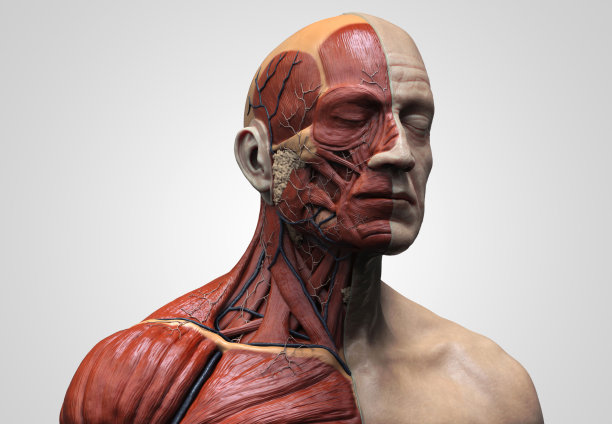 人体解剖学一个男人-肌肉结构一个男人，正面视图侧面视图和透视，3d渲染图片下载