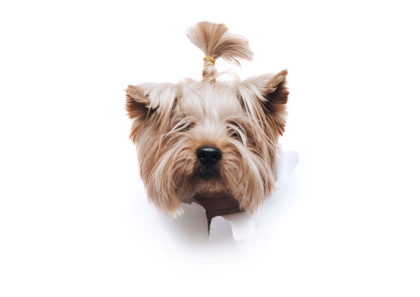 一只老狗的头穿过白色撕破的纸背景上的一个洞。约克郡犬。水平工作室图像，复制空间。间谍、好奇和窥探的概念。图片下载