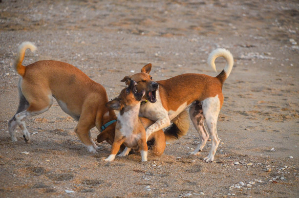 快乐健康的狗狗们在泰国淮阳热带沙滩上玩耍。图片下载