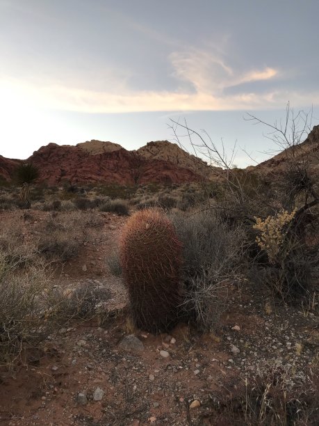 沙漠日落仙人掌图片下载