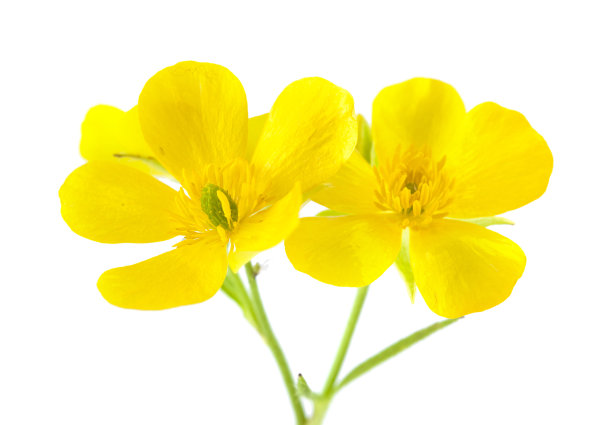 植物或大加那利岛 - 拉农库鲁斯皮图西福利乌斯，图片下载