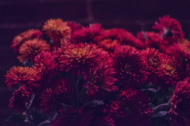 红色的菊花花束。图片下载