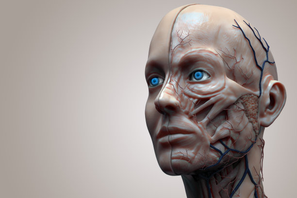 女性人体解剖-女性肌肉结构，正面视图，侧面视图和透视，3d渲染图片下载