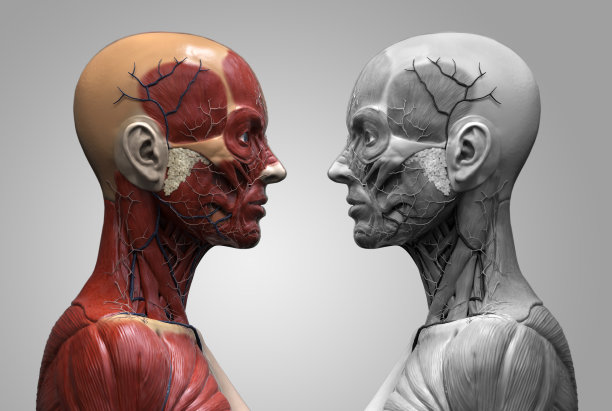 女性人体解剖-女性肌肉结构，正面视图，侧面视图和透视，3d渲染图片下载