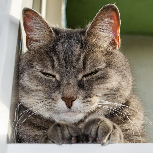 灰猫的肖像图片下载