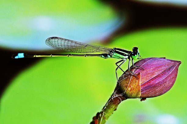 蜻蜓和透明的翅膀上的荷花和睡莲花。图片下载