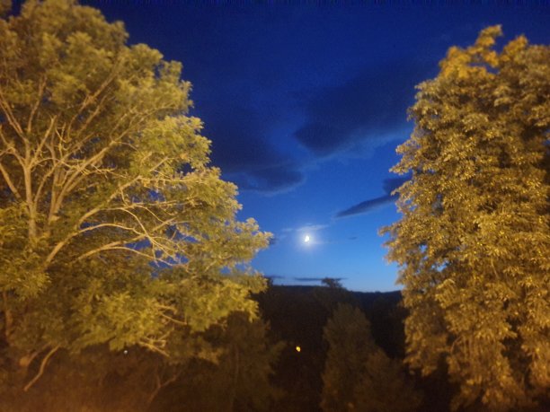 树林中的月亮图片下载