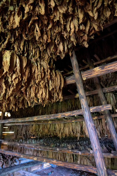 在古巴比纳尔del里约热内卢省，在棚屋或谷仓内干燥烟叶图片下载