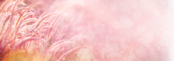 美丽的草花田在柔和的粉红色背景横幅，标题网图片下载