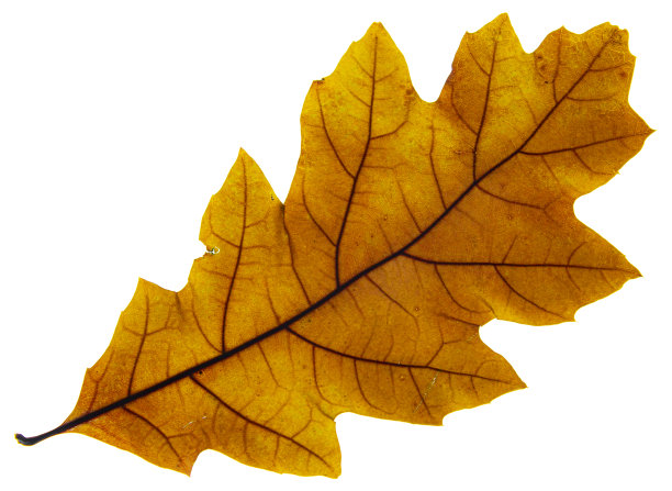 秋天的金叶图片下载