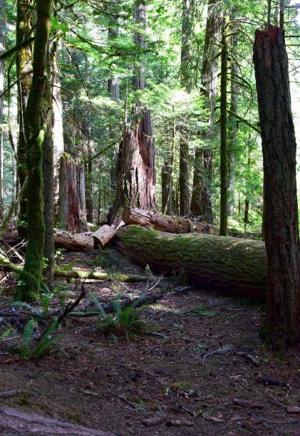 大教堂格罗夫的古老生长林图片下载