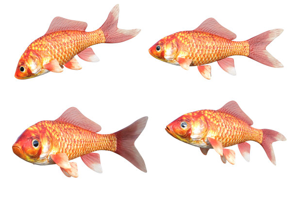四金鱼孤立在白色，3d渲染。图片下载