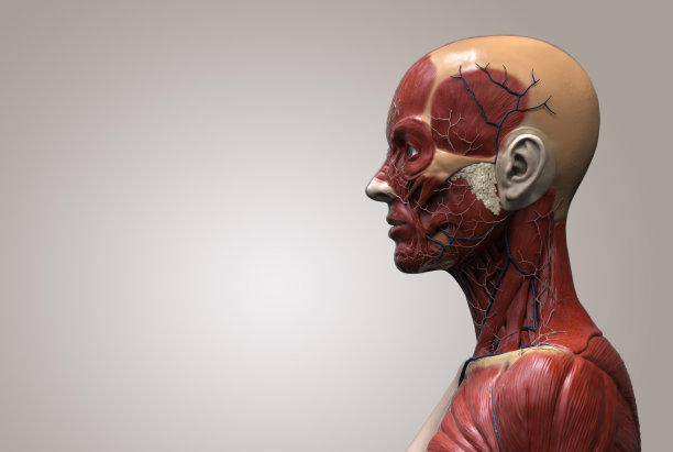 女性人体解剖-女性肌肉结构，正面视图，侧面视图和透视，3d渲染图片下载