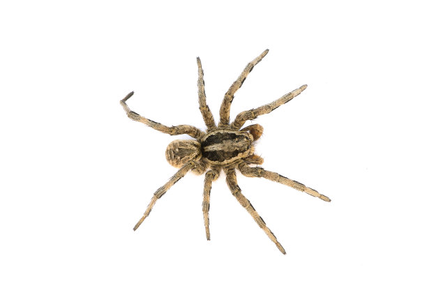 狼蛛,狼蛛。图片下载