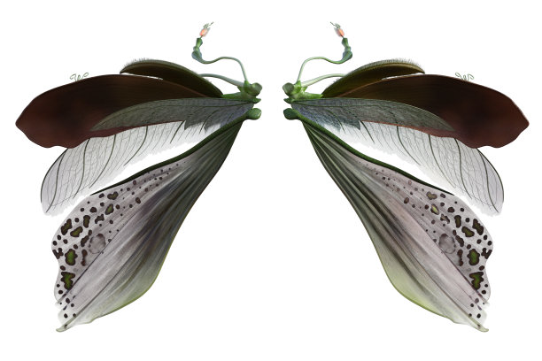 美丽的自然翅膀孤立在白色，3d渲染。图片下载
