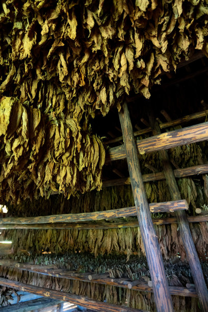 在古巴比纳尔del里约热内卢省，在棚屋或谷仓内干燥烟叶图片下载