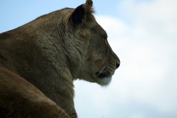 单狮子特写，脸，侧面轮廓图片下载