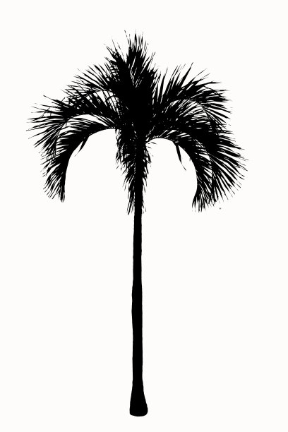 棕榈树的剪影。创造更多有叶子的树。图片下载