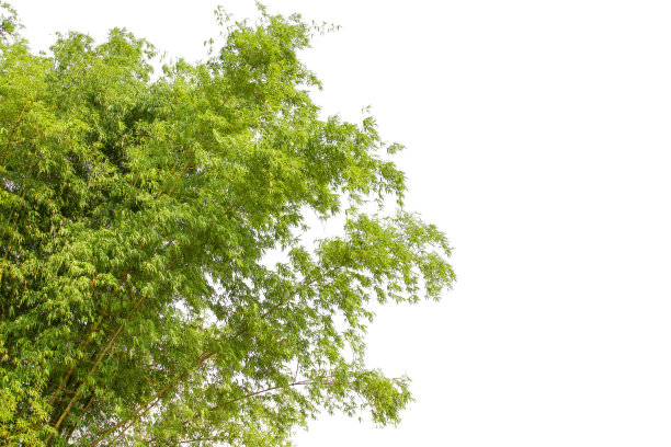 竹叶，孤立在白色的背景上。用于图形工作的图像。图片下载