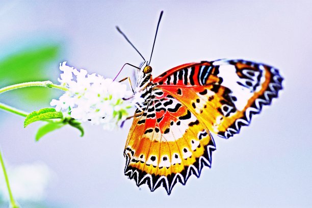 蝴蝶在喝花汁。图片下载