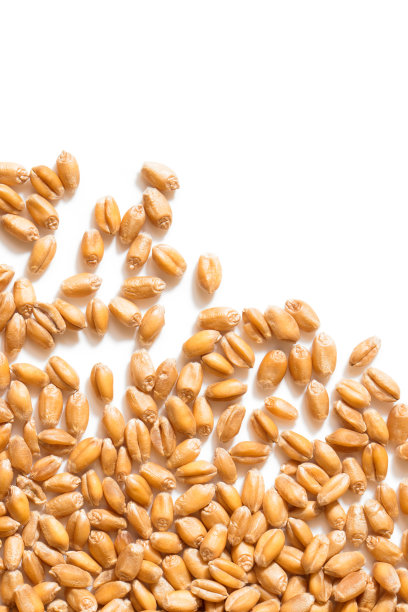 孤立在白色上的小麦粒图片下载