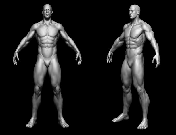 人体-人体-隔离模型-三维渲染图片下载