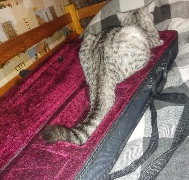 灰猫躺在小提琴的箱子里图片下载