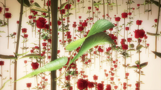 飞舞的玫瑰，情人节的背景图片下载