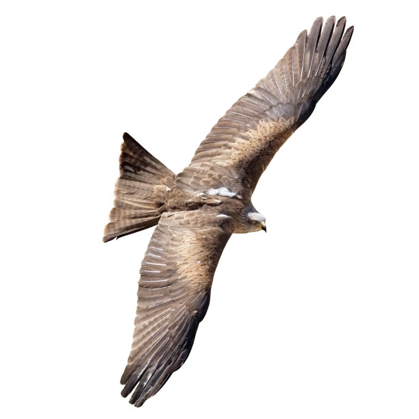 飞行的猎鹰孤立在白色背景与剪辑路径图片下载