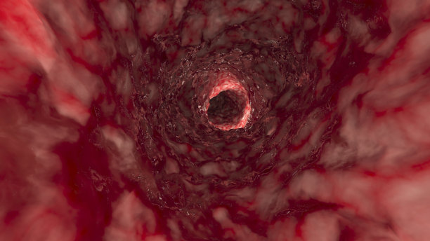 动脉或肠内图片下载