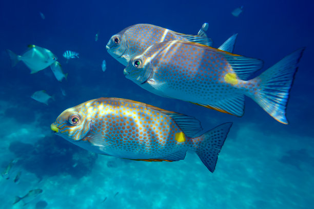 三只橙色斑点的棘足鱼游过深蓝色的海洋图片下载