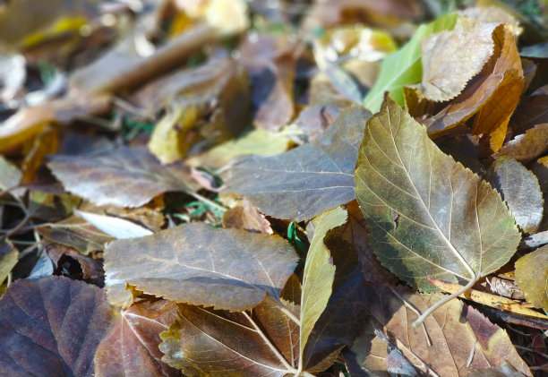 落叶森林里的秋天图片下载