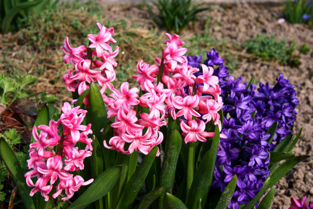 花在花园图片下载