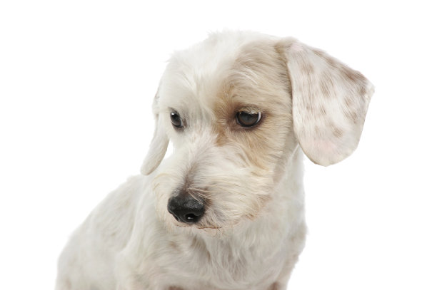 一个可爱的杂种狗悲伤地向下看图片下载